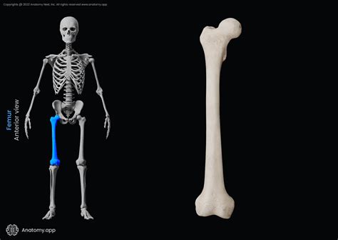 Femur Anatomy