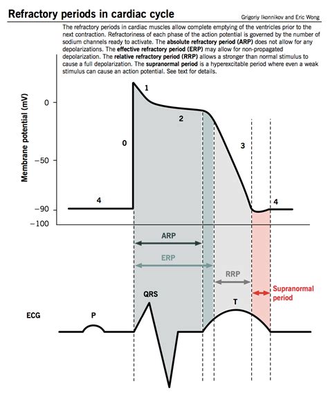 Refractory Period, Electrophysiological; Period, Neurologic Refractory ...