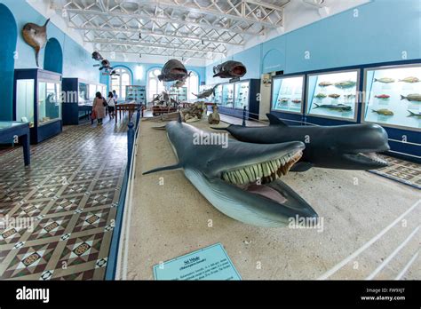 Interior of the Natural History Museum in Port Louis, the capital of ...