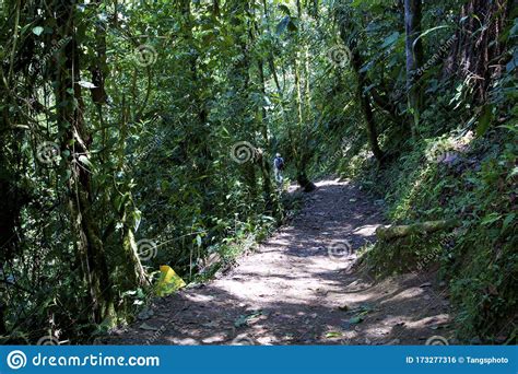 Trail through Cloud Forest 843981 Stock Photo - Image of hiking ...