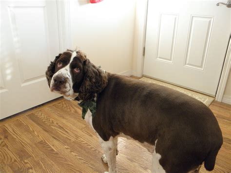 English Springer Spaniel Haircut - Best Haircut 2020