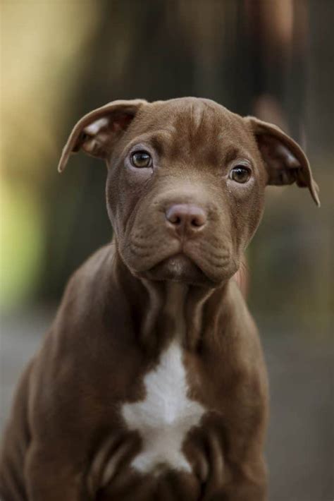 The Red Nose Pitbull - Your Ultimate Breed Information Guide | Your Dog Advisor