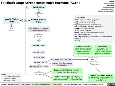 Feedback Loop: Adrenocorticotropic Hormone (ACTH) | Calgary Guide