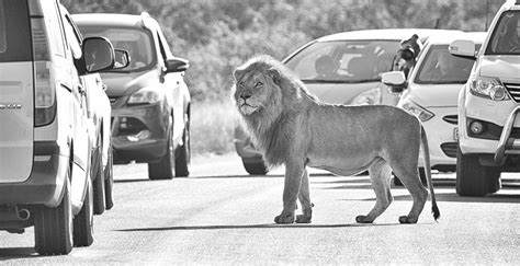 Lions of the Kruger National Park - the kings & queens of the big cats