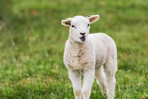 Sheep and Lamb Difference - the Ultimate Sheep vs. Lamb Guide!