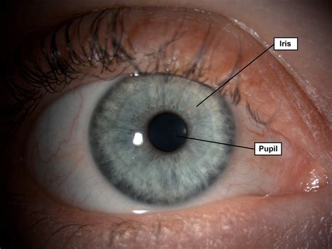 Iris and Pupil - Gene Vision