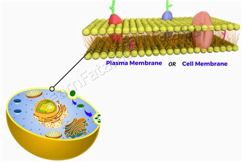 Plasma Membrane In Plant Cell