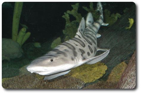 The Leopard Shark Is A Interesting Type Of Shark - Shark Sider