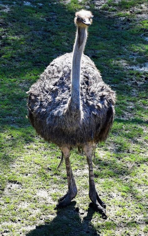 Ostrich Running Stock Images - Download 389 Royalty Free Photos