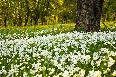 Free Images : nature, forest, grass, white, field, meadow, prairie, sunlight, flower, wild ...