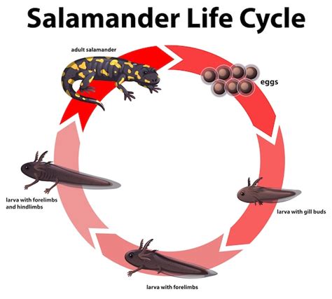 Free Vector | Diagram showing life cycle of salamander