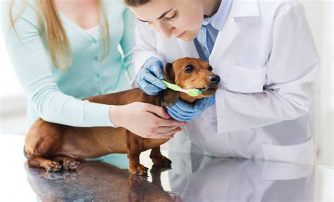 Dental Health Care for Your Pet - McLean Animal Hospital