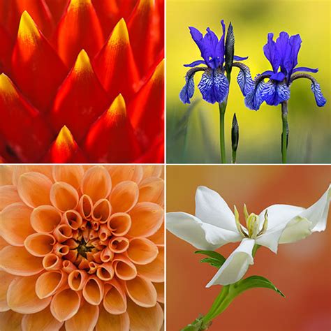 Creative Flower Photography