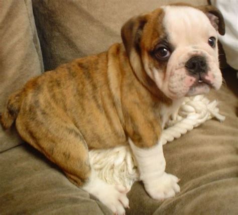 Great Names for English Bulldogs | PetHelpful