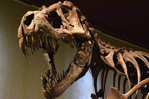 Just How Big Was Tyrannosaurus Rex? - DinoPit