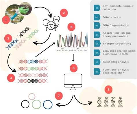 A Guide To Next-Generation Shotgun Sequencing In Metagenomics ...