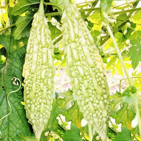 TomorrowSeeds - White Pearl Bitter Melon Seeds - 15+ Count Packet ...