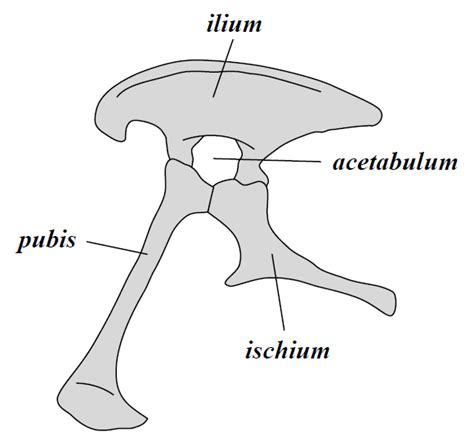 Dinosaur Classification – Historical Geology