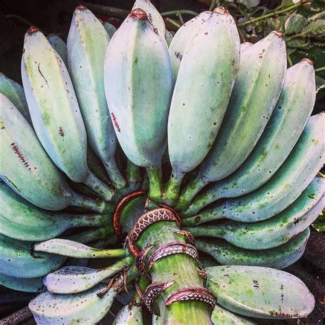 #banana #icecreambanana #bluebananas Can’t help but adore these beautiful blue bananas # ...