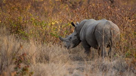 Namibia: Where sparse landscapes meet conservation and the rarest ...