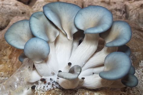 Mushroom Training Center Osmanabad: Blue Oyster Mushrooms-Pleurotus Columbinus