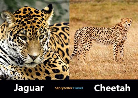 Jaguar vs Cheetah: 8 Key Differences Compared (Markings, Habitat, etc) | Storyteller Travel