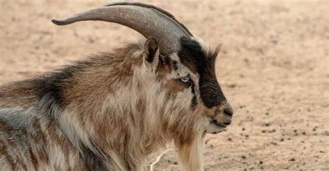 Nigerian Goat Pictures - AZ Animals