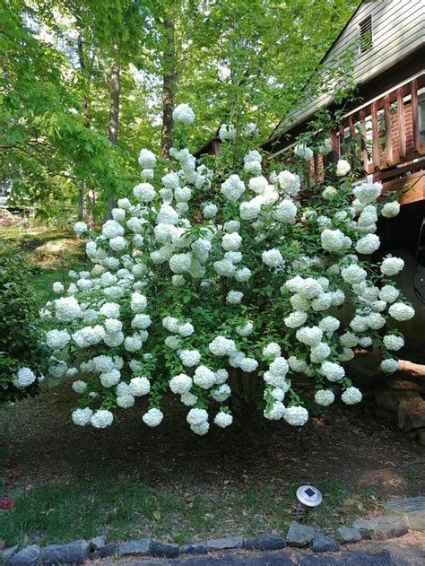 Chinese Snowball full bloom : r/gardening