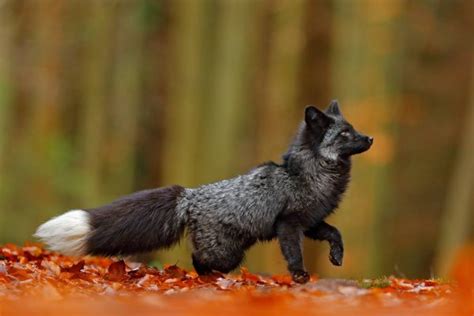 🔥 The original silver fox : r/NatureIsFuckingLit