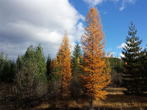 Free photo: Tamarack Trees, Larch Trees - Free Image on Pixabay - 208125