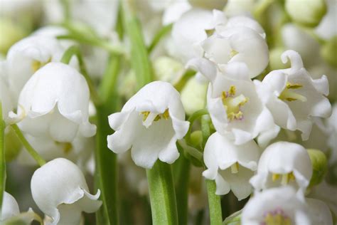 The Simplicity of White Flowers - The Ribbon in My Journal