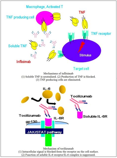 Treatment of Rheumatoid Arthritis with Biological Agents | IntechOpen