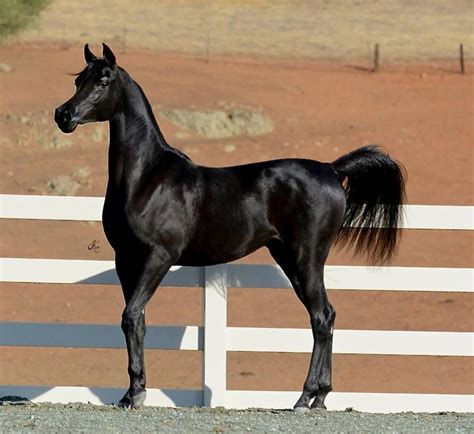 Beautiful ... | Arabian horse, Horses, Black arabian horse