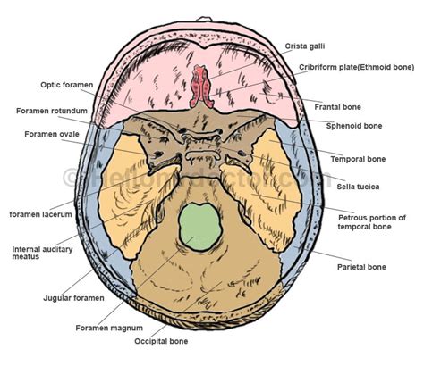 Foramen lacerum || Med-koM