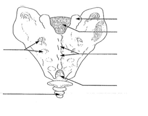 Landmarks of the sacrum Quiz