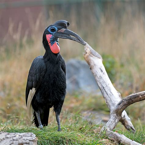 Black Northern Ground Hornbill · Free Stock Photo