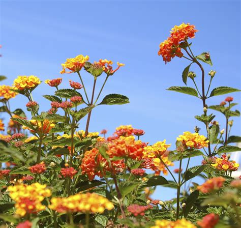 Pruning Lantanas - How To Prune Lantana Plants | Lantana plant, Lantana, Lantana bush