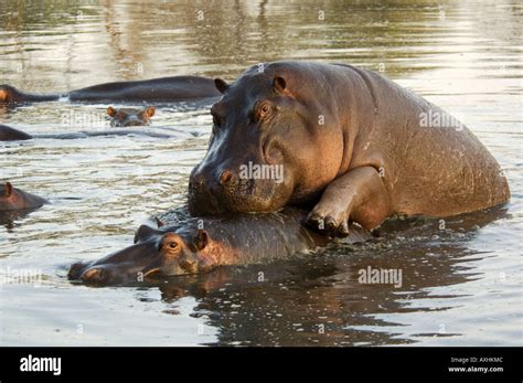 Hippos Mating