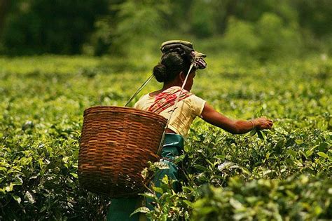 How Assam Tea Garden Workers Faced Torture And Abuse For Years | Youth ...