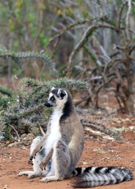 Lemur catta, Ring-tailed lemur in habitat, Berenty Preserve, Madagascar | Lemur, Animal ...