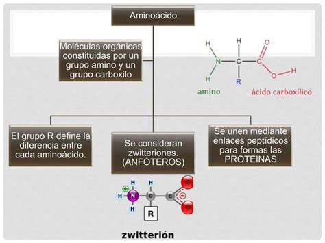 Práctica 6 : Hidrólisis de una proteína y ensayos para proteínas y am…