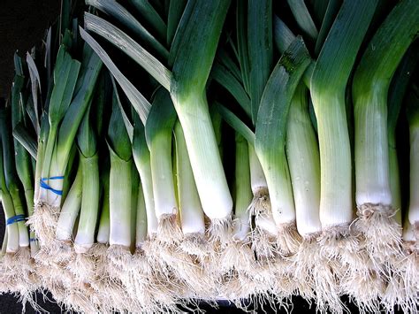 Why You Should Know About Leeks - Homesteader DepotHomesteader Depot