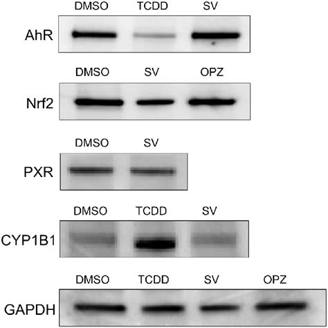 Western blot analysis of AhR, Nrf2, CYP1B1 and PXR protein expression ...