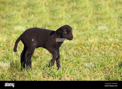 Schaf / Sheep / Ovis Stock Photo - Alamy