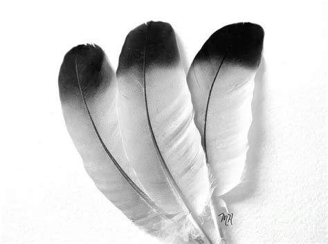 Discovering the Meaning Behind Finding 3 Feathers - Attract Your King