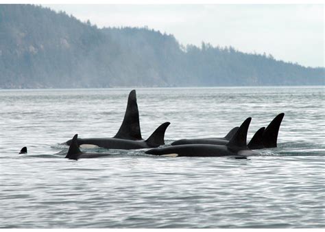 Orca Whales - The Guide to the San Juan Islands