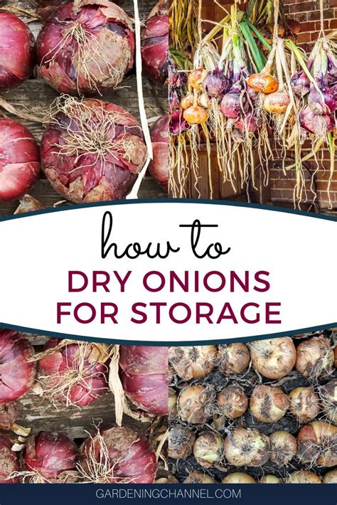 How to Dry Onions For Storage - Gardening Channel | Drying onions, Garden layout vegetable ...