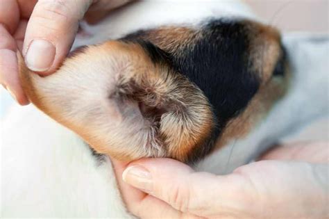 How To Prevent Dog Ear Infections