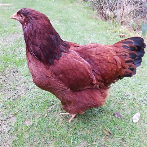 Buckeye Chicken: Eggs, Height, Size and Raising Tips