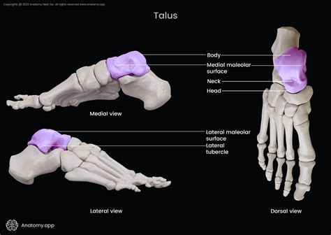 Talus | Encyclopedia | Anatomy.app | Learn anatomy | 3D models, articles, and quizzes